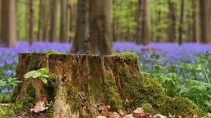 Affordable lawn mowing service in Vallejo, CA - Tree Service Pro Vallejo