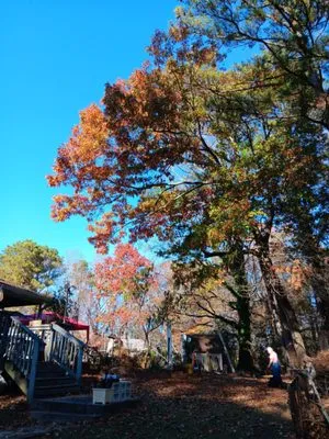 Tree Service Quiroz Logo