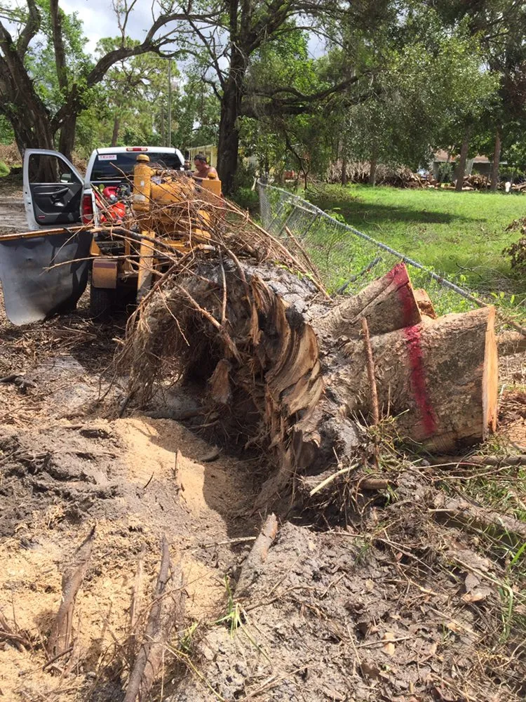 Expert yard maintenance in Fort Myers, FL - Tree Service Stump Grinding Lawncare
