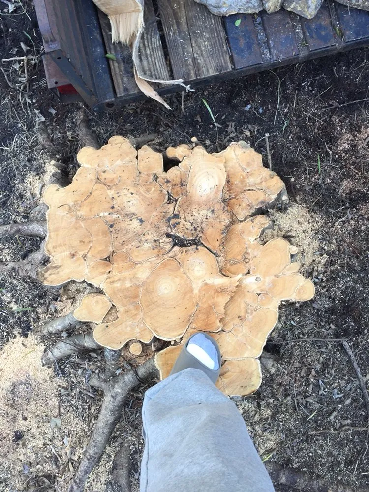 Professional lawn care service experts serving Fort Myers, FL - Tree Service Stump Grinding Lawncare