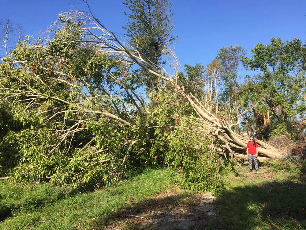 Custom lawn care service in Fort Myers, FL by Tree Service Stump Grinding Lawncare