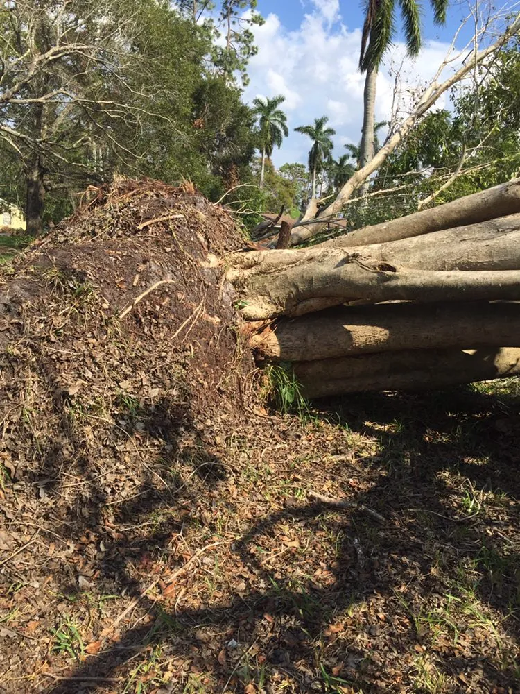 Custom yard maintenance for homes in Fort Myers, FL by Tree Service Stump Grinding Lawncare