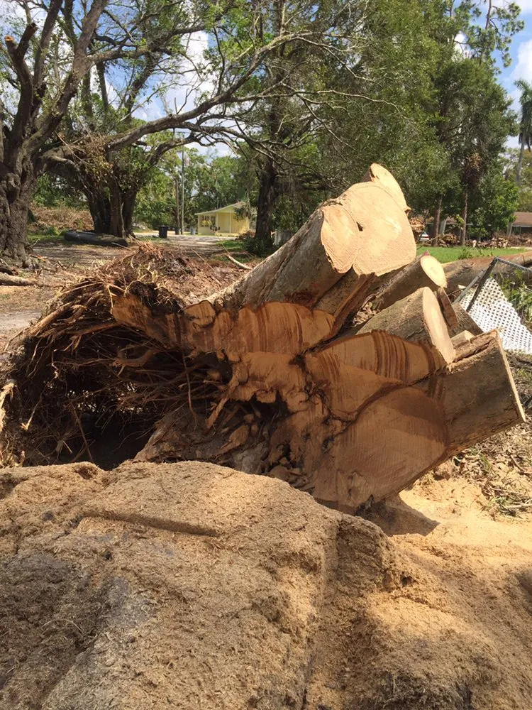 Trusted residential landscaping experts serving Fort Myers, FL - Tree Service Stump Grinding Lawncare