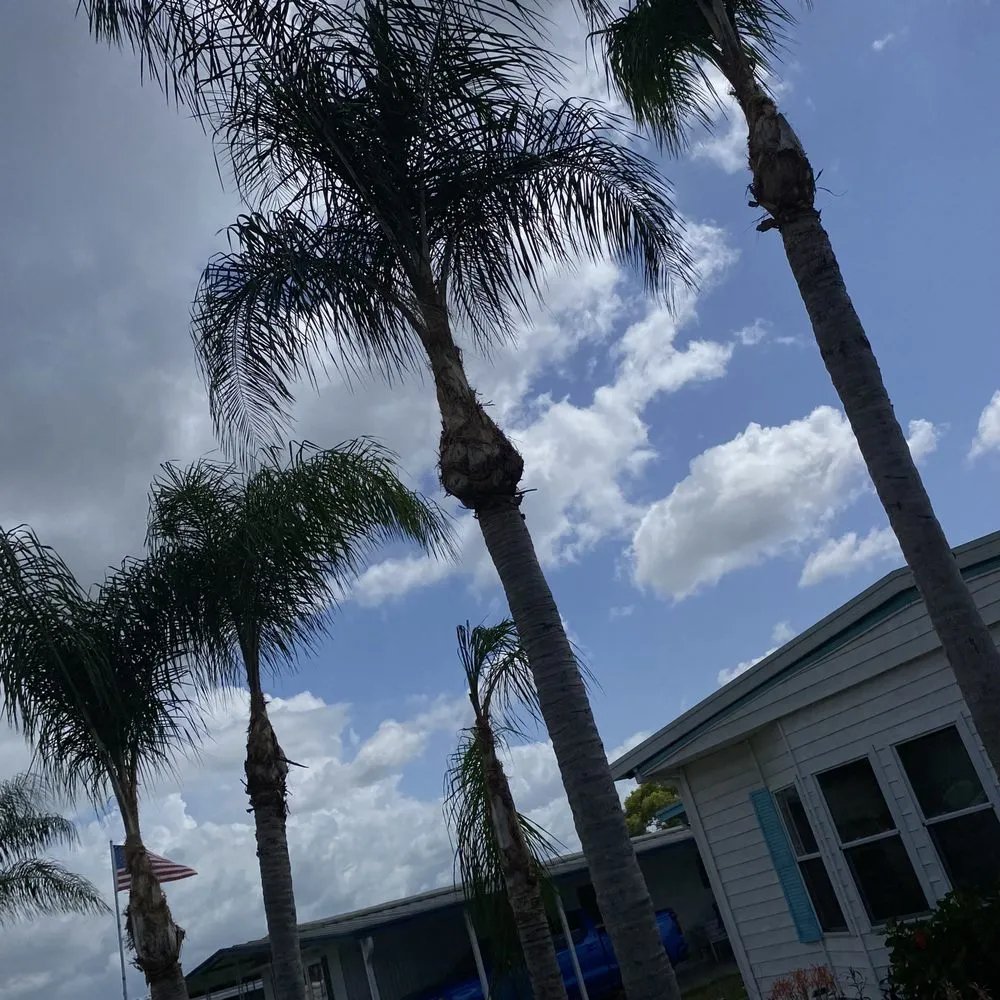 Top-rated yard maintenance near you in Lakeland, FL by Tree service The Lumberjack