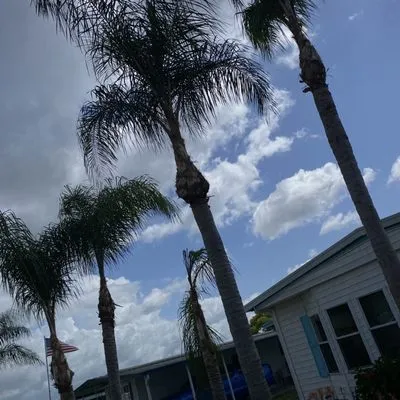 Tree service The Lumberjack Logo