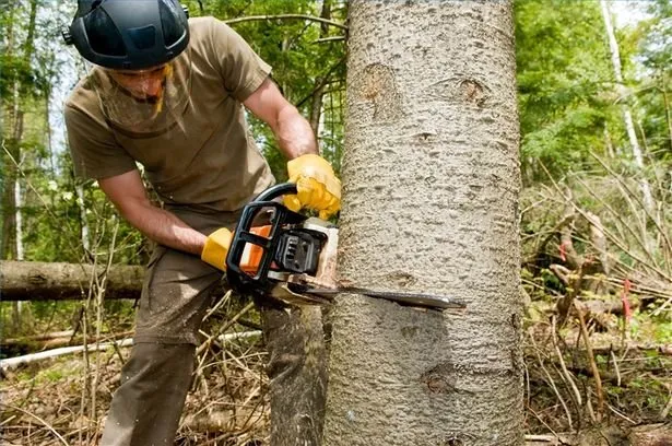 Reliable residential landscaping experts serving York, PA - Tree Service York PA