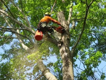 Expert landscaping services experts serving York, PA - Tree Service York PA