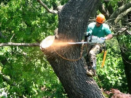Top-rated yard maintenance in York, PA - Tree Service York PA
