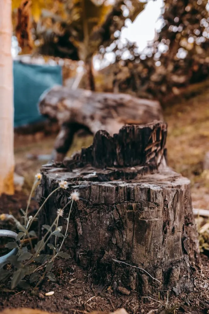 Trusted garden landscaping in Howell Township, NJ - Tree Services New Jersey