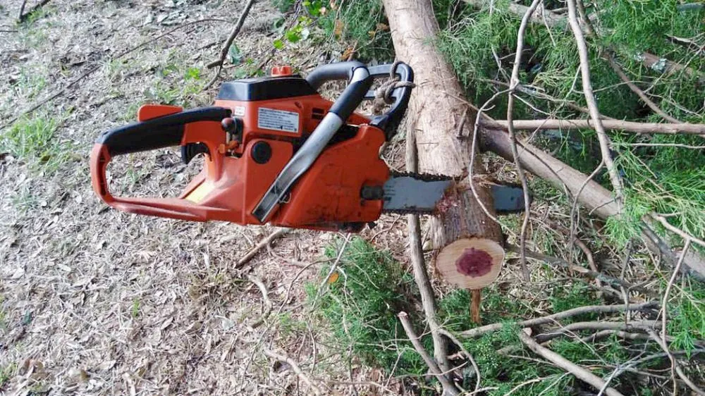 Top-rated landscaping services in New Smyrna Beach, FL - Tree Services of New Smyrna