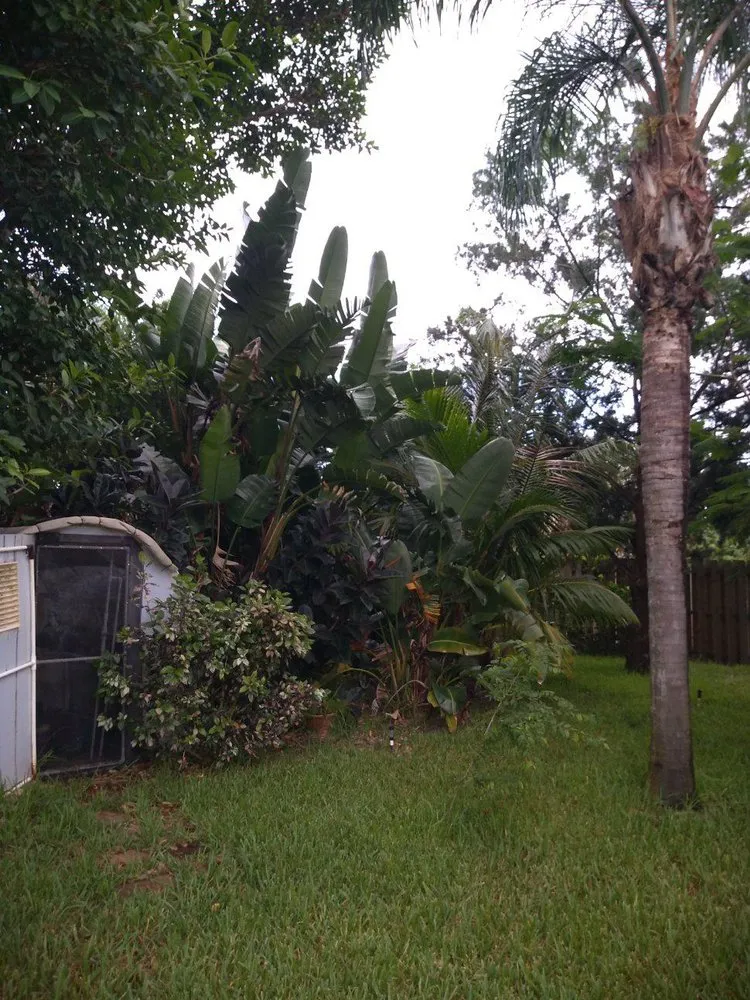 Local yard cleanup service in New Smyrna Beach, FL by Tree Services of New Smyrna