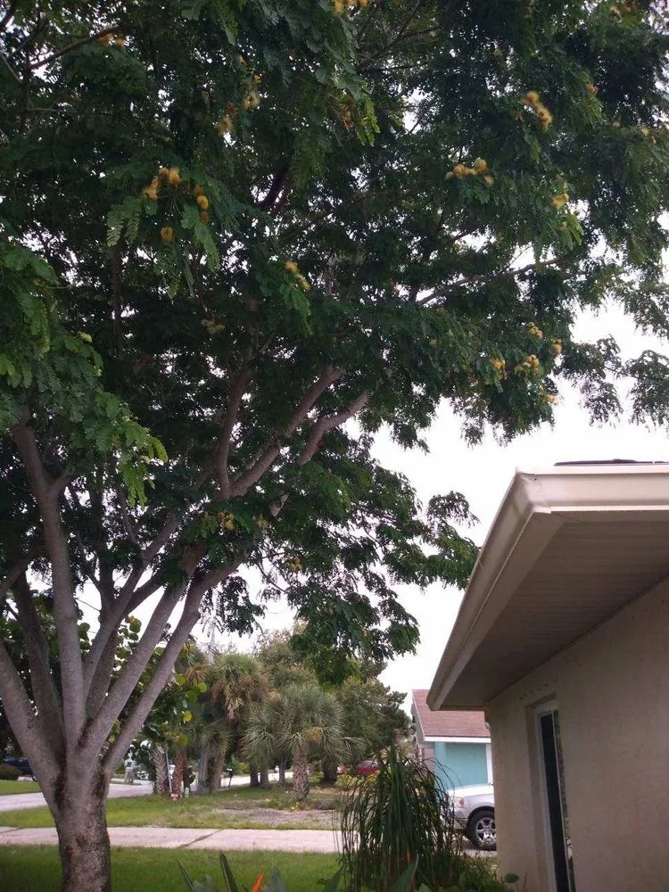 Expert lawn mowing service for residential properties across New Smyrna Beach, FL - Tree Services of New Smyrna