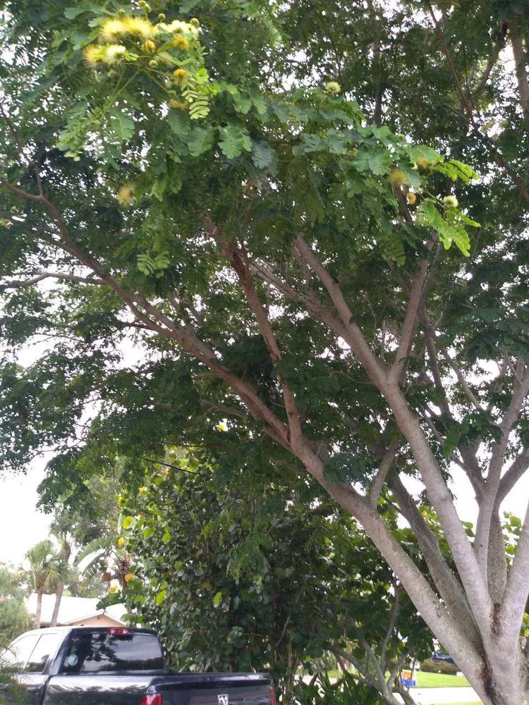 Expert residential landscaping for residential properties across New Smyrna Beach, FL - Tree Services of New Smyrna