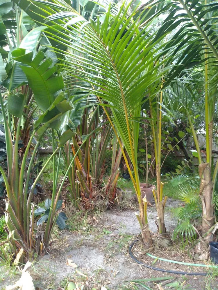 Local yard cleanup service for beautiful yards across New Smyrna Beach, FL - Tree Services of New Smyrna