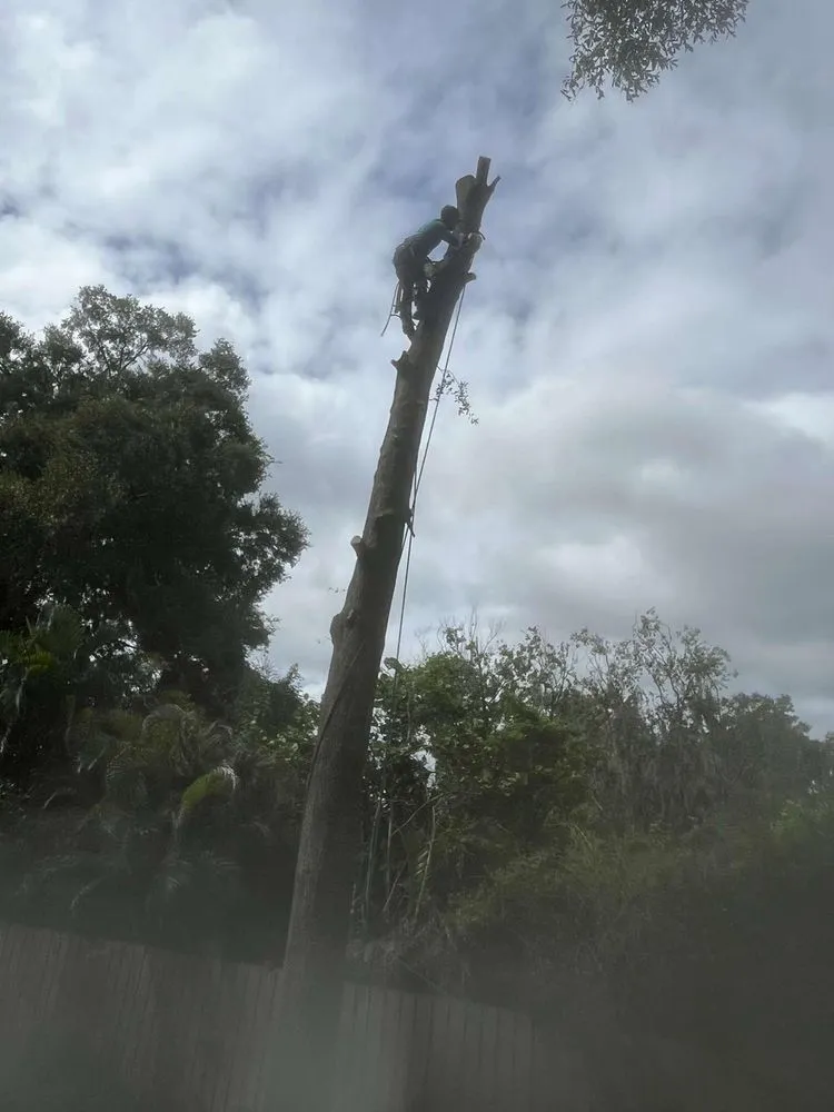 Expert landscape installation in Lakeland, FL - Tree Services The Lumberjack