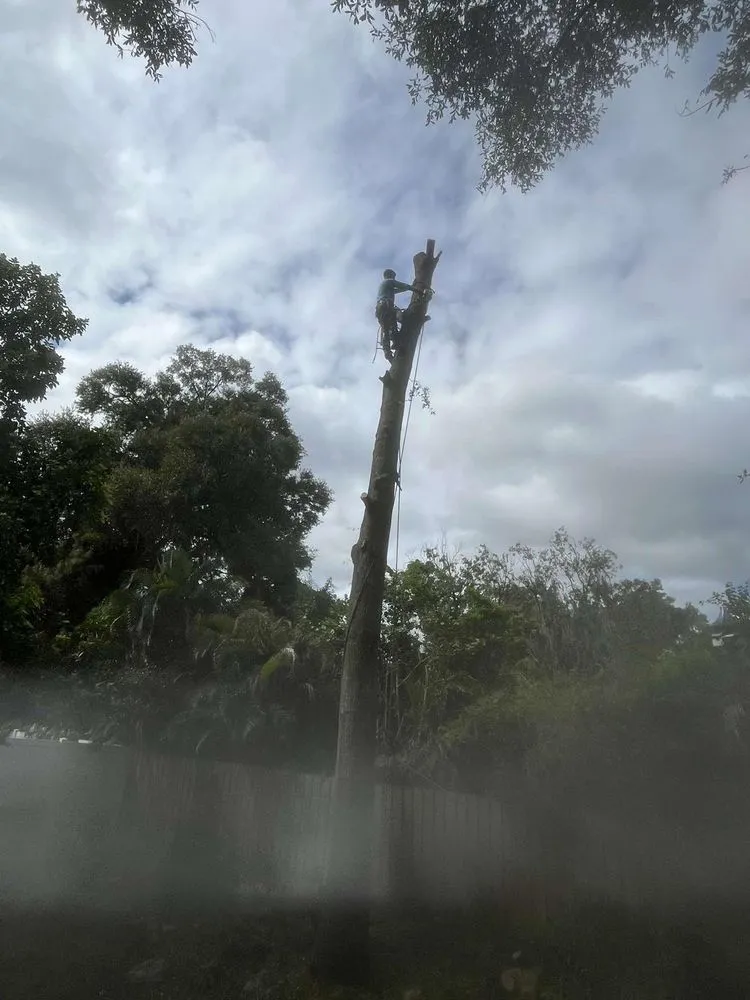 Reliable residential landscaping experts serving Lakeland, FL - Tree Services The Lumberjack