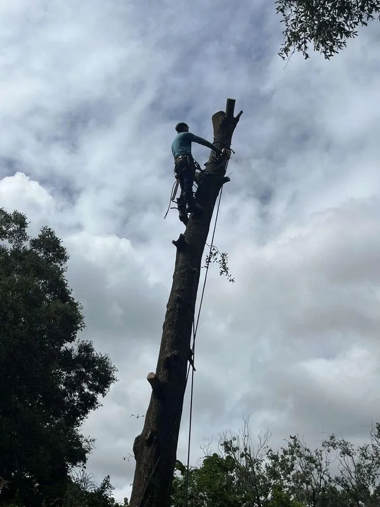 Local landscape installation in Lakeland, FL - Tree Services The Lumberjack