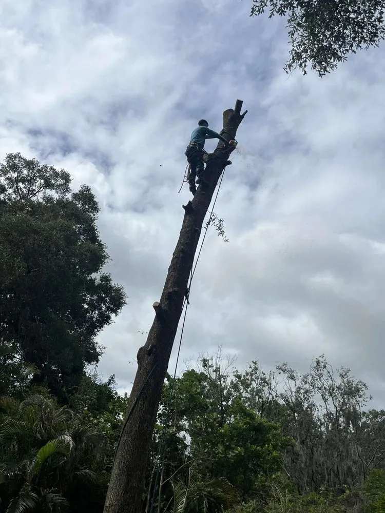 Professional landscape design experts serving Lakeland, FL - Tree Services The Lumberjack