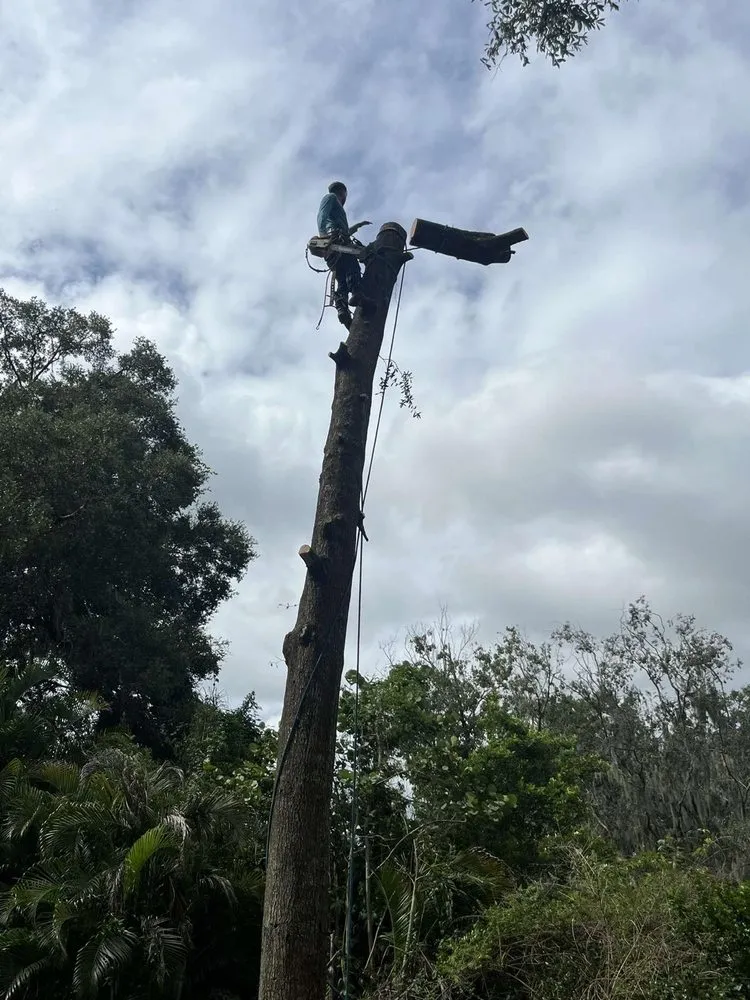 Top-rated yard maintenance for homes in Lakeland, FL by Tree Services The Lumberjack