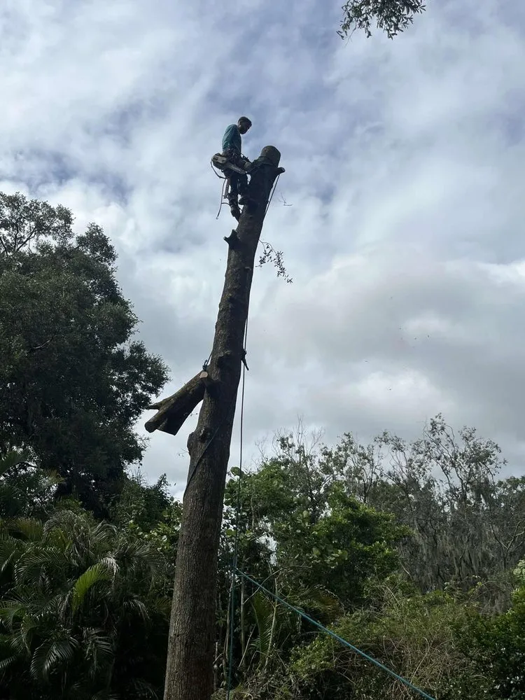 Custom lawn care service experts serving Lakeland, FL - Tree Services The Lumberjack