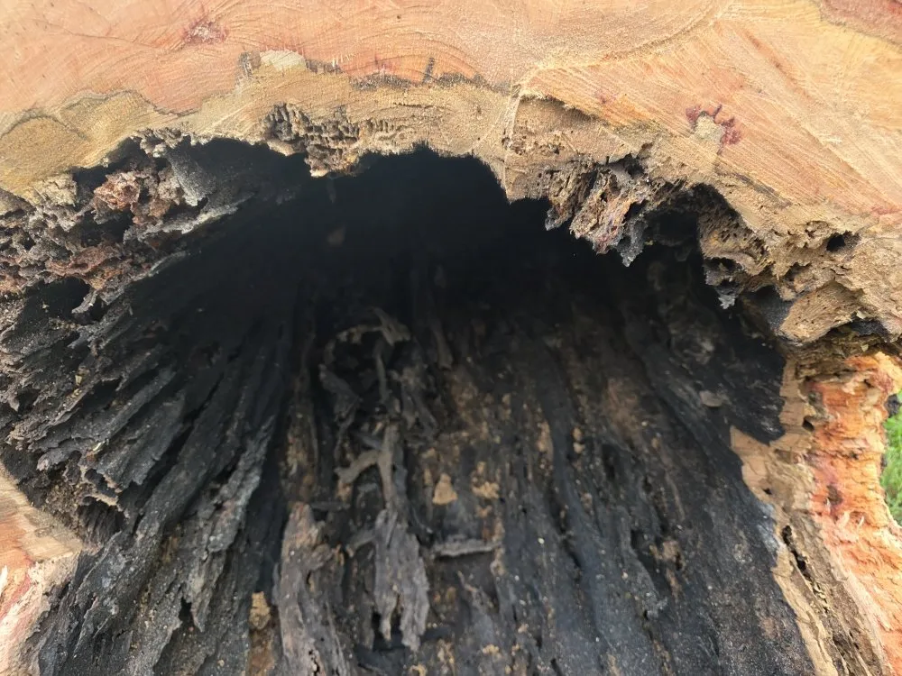 Reliable outdoor landscaping in Palatka, FL by Tree Services Your Way