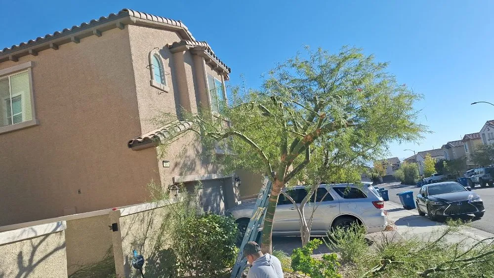 Expert garden landscaping for year-round maintenance across Paradise, NV - Tree Stars