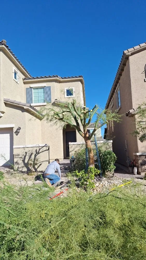 Top-rated landscaping services in Paradise, NV by Tree Stars