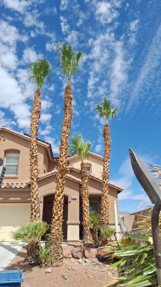 Top-rated yard maintenance experts serving Paradise, NV - Tree Stars