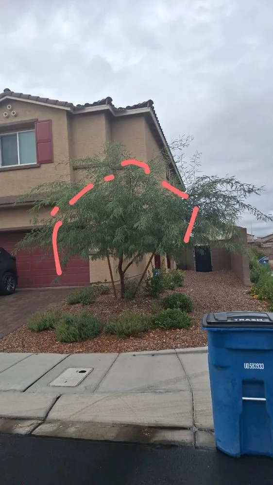 Local residential landscaping in Paradise, NV by Tree Stars