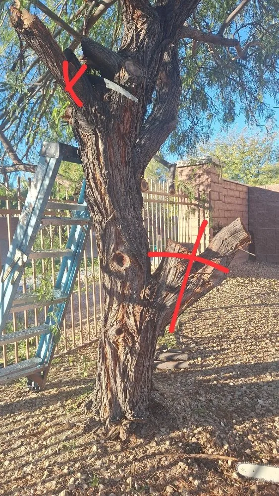 Custom garden landscaping in Paradise, NV - Tree Stars