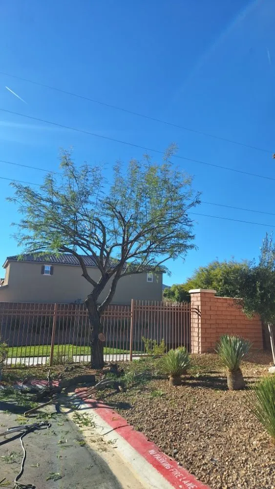 Affordable landscape installation in Paradise, NV by Tree Stars