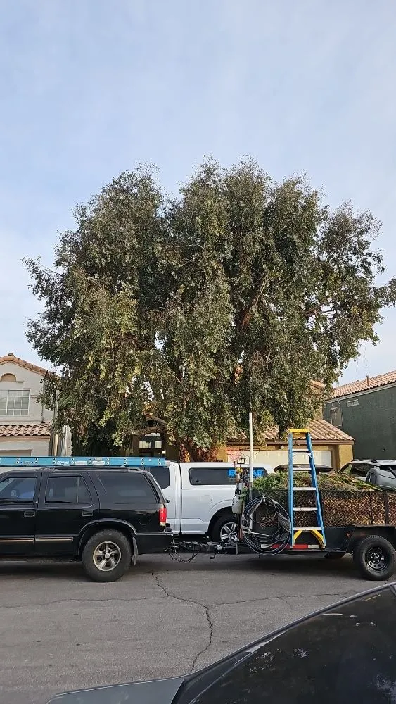 Reliable garden landscaping in Paradise, NV by Tree Stars