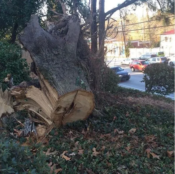 Professional yard maintenance near you across Atlanta, GA - Tree Stump Masters