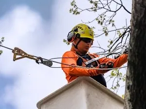 Top-rated yard maintenance for outdoor upgrades in Hollywood, FL by Tree Surgeon Alpha