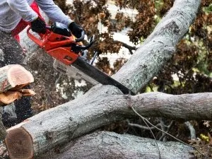 Expert lawn care service for outdoor upgrades across Hollywood, FL - Tree Surgeon Alpha