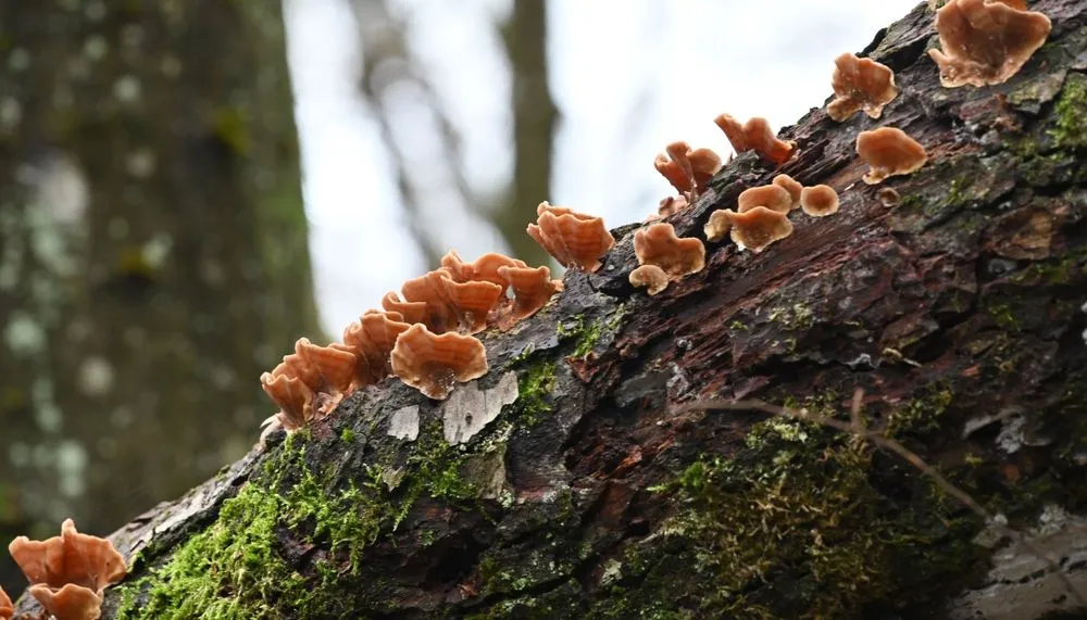 Professional lawn care service experts serving Wichita, KS - Tree Surgeons of Wichita