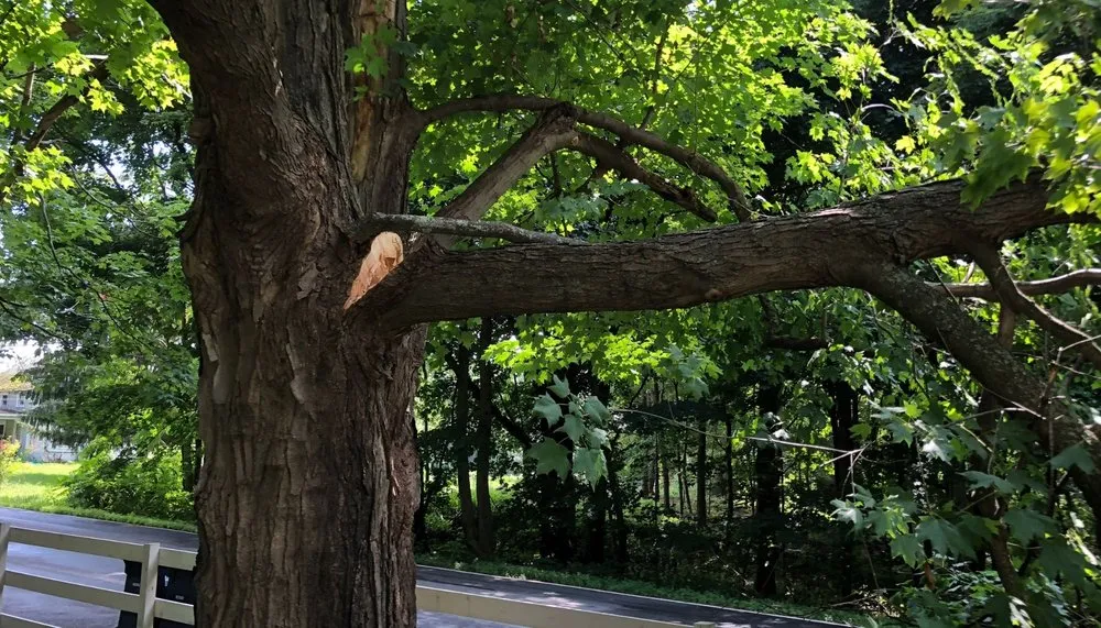 Trusted lawn care service for outdoor upgrades across Wichita, KS - Tree Surgeons of Wichita