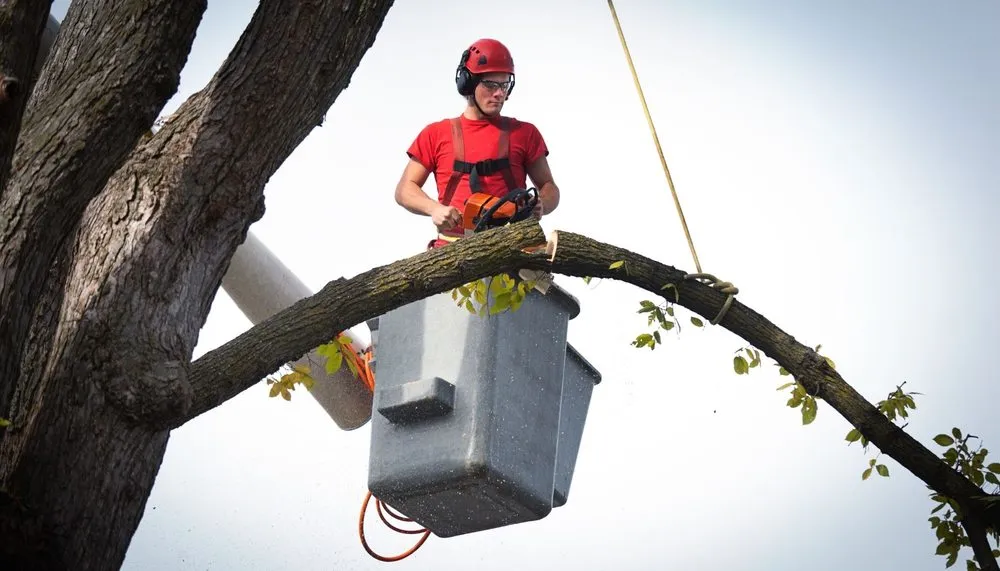 Professional residential landscaping experts serving Wichita, KS - Tree Surgeons of Wichita