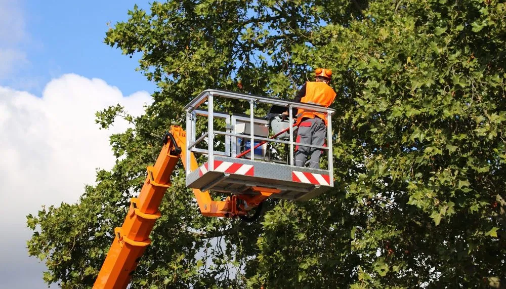 Affordable yard maintenance experts serving Wichita, KS - Tree Surgeons of Wichita