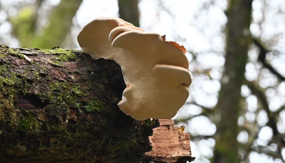 Trusted yard cleanup service in Wichita, KS by Tree Surgeons of Wichita