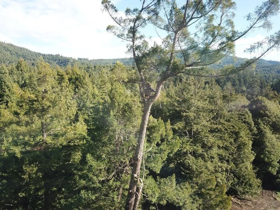 Custom yard maintenance in Fortuna, CA - Tree Tactics