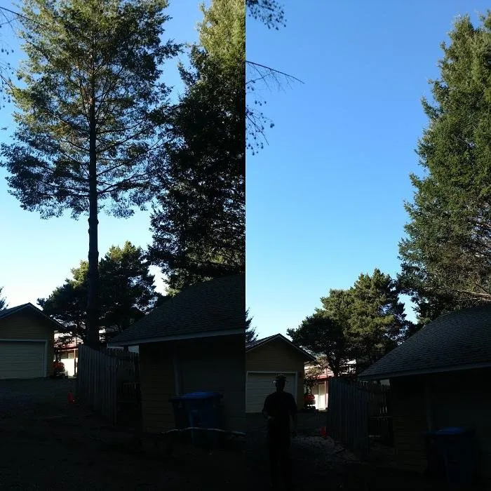 Trusted lawn mowing service for beautiful yards in Fortuna, CA by Tree Tactics