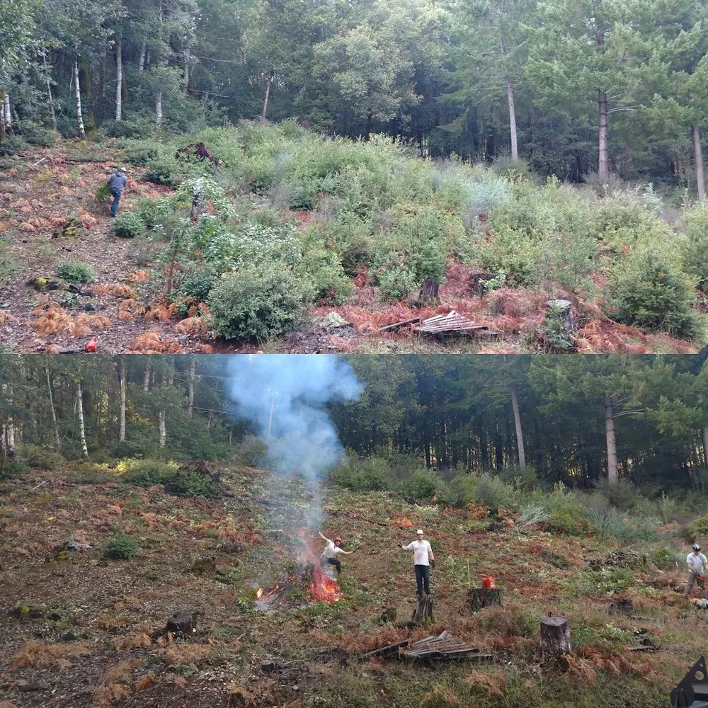 Expert landscape design in Fortuna, CA by Tree Tactics