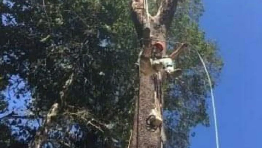 Local landscape design in Fortuna, CA by Tree Tactics