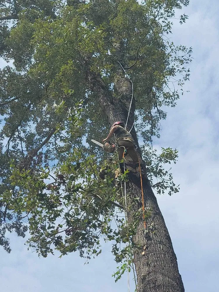 Reliable yard maintenance with custom design in Auburn, GA by Tree team 6 lawn care