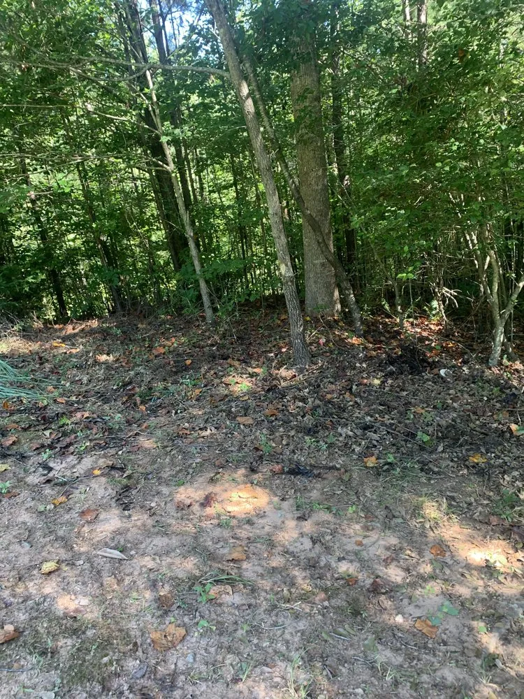 Top-rated lawn care service for homes across Auburn, GA - Tree team 6 lawn care