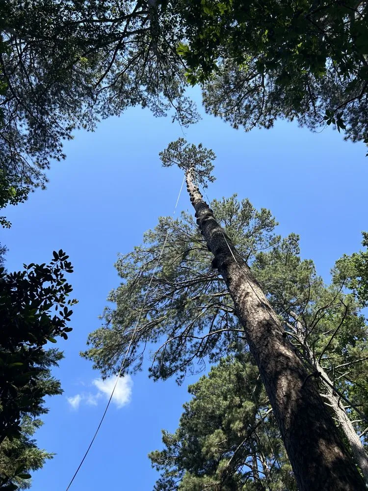 Reliable yard maintenance in Auburn, GA by Tree team 6 lawn care