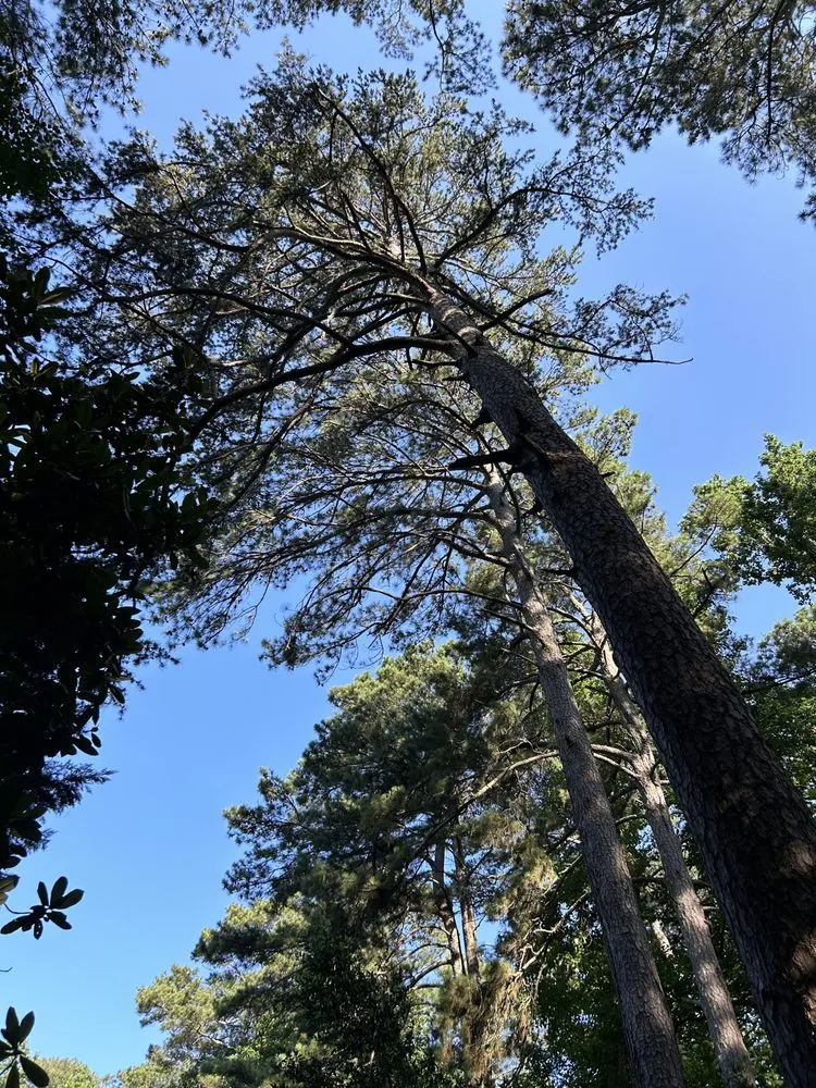 Affordable residential landscaping for residential properties in Auburn, GA by Tree team 6 lawn care