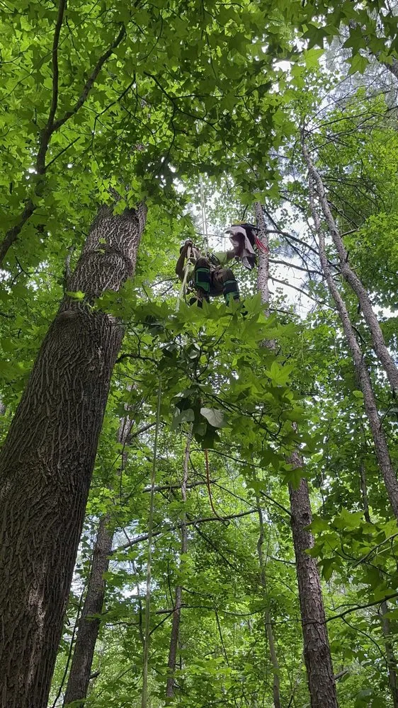 Top-rated lawn care service in Auburn, GA by Tree team 6 lawn care