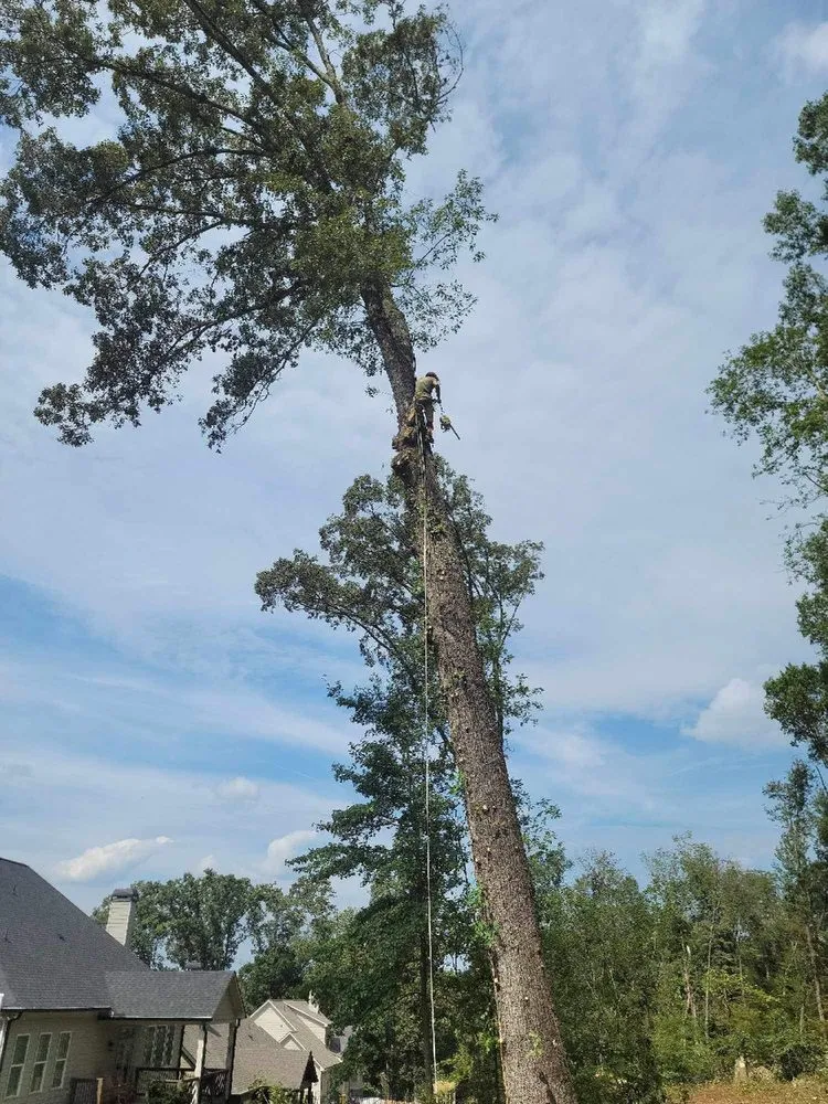 Expert outdoor landscaping experts serving Auburn, GA - Tree team 6 lawn care